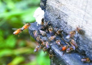 中蜂生存能力强,意蜂生产能力强,为什么人们不用中蜂和意蜂杂交