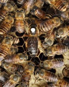 如何培养良种蜜蜂,分享选育中蜂优良品种的技巧,维持强群不分家