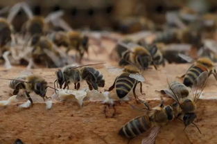 电商扶贫 京东撬动饶河黑蜂蜂蜜产业