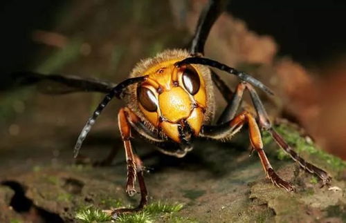 非洲化杀人蜂都硬刚,胡蜂就是蜂类最凶最猛的霸主