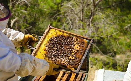 浅谈蜜蜂生物学特性,如何利用其与饲养管理的关系,优化养蜂技术